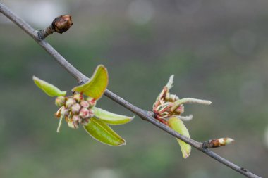 Bir ağacın tomurcukları. Yakın plan çekim. Arkaplan bulanık.