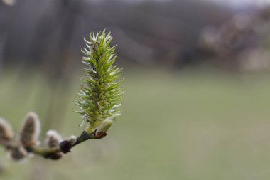 Bir ağacın tomurcukları. Yakın plan çekim. Arkaplan bulanık.
