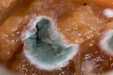 Elma reçeli mantar küfü. Yakın çekim..