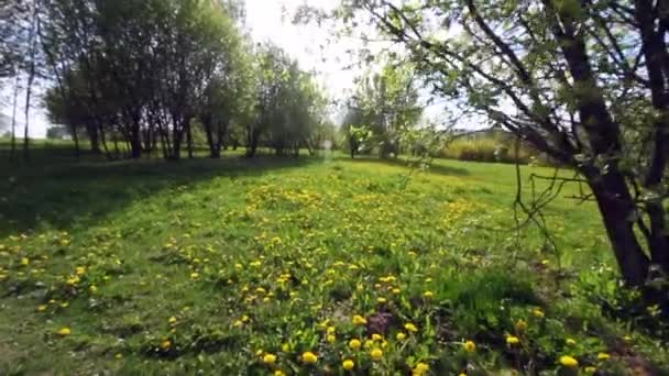 카메라 는 봄 도시 공원에서 움직 인다. 잔디밭에는 노란 민들레가 있습니다. 꽃피는 나무 주변에서. — 비디오