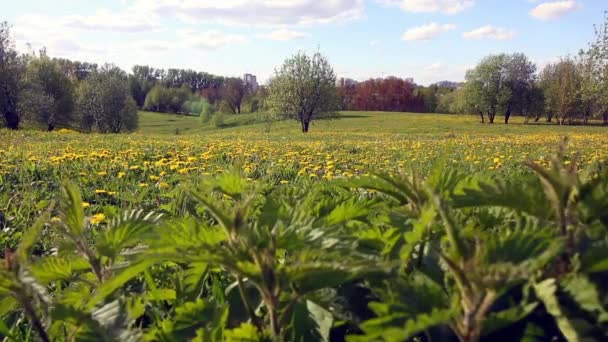 Sur les nuages du ciel bleu. Parc de Spring City. Sur les pelouses sont des pissenlits jaunes. Au centre de la prairie est un arbre en fleurs . — Video