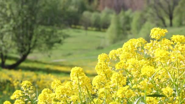 Flores amarillas de colza en el prado. Disparo de cerca. Al fondo hay un parque. El enfoque se desplaza de las flores al prado y la espalda . — Vídeos de Stock