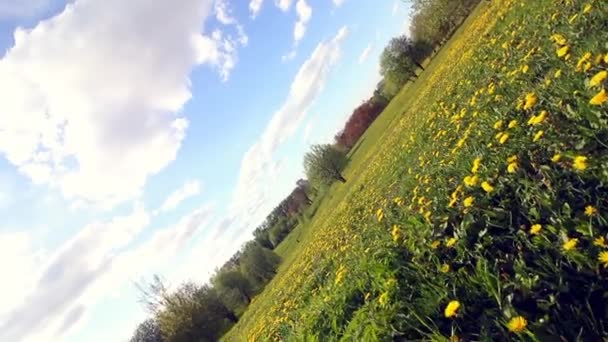 En las nubes azules del cielo. Parque de primavera. Hojas verdes jóvenes en los árboles. En el césped hay dientes de león amarillos. La cámara gira sobre el eje horizontal . — Vídeo de stock