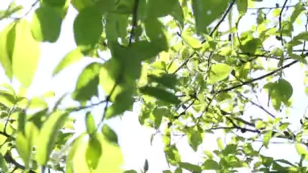 Frühling Stadtpark. Junge grüne Blätter an den Bäumen. Schunkeln im Wind bei strahlendem Sonnenlicht. — Stockvideo