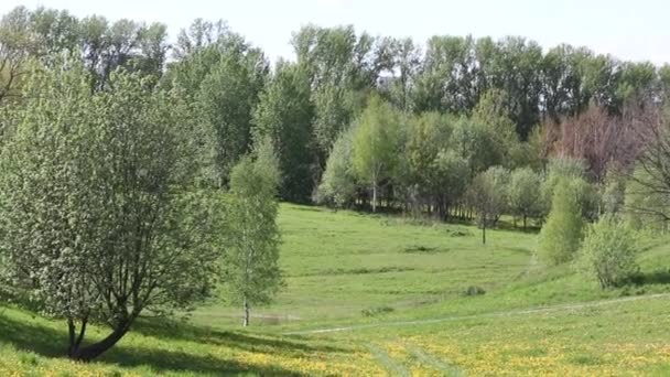 Voorjaarspark. Met groene bladeren aan de bomen en gele paardebloemen op de groene grasvelden. — Stockvideo