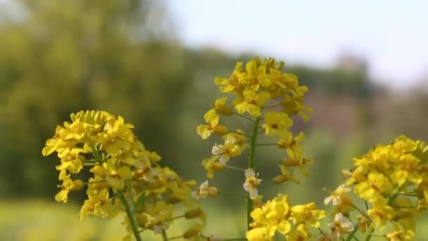 Flores de colza amarelas no prado. Tiro de perto. O fundo está desfocado. . — Vídeo de Stock