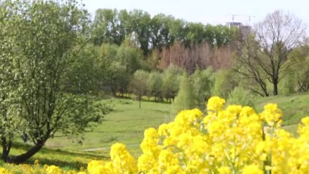 Gele koolzaad bloemen in de weide. Van dichtbij neergeschoten. Op de achtergrond is een park. — Stockvideo