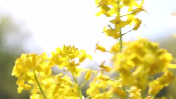 Žluté řepkové květy na louce. Střela zblízka. Kolébající se před silným větrem. — Stock video