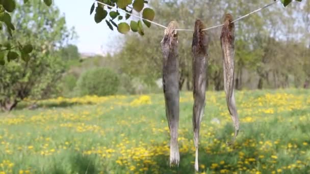 Drie gedroogde snoekbaars hangend aan een touw tussen de bomen. Verwerking van riviervis. Wereldvisserijdag. — Stockvideo