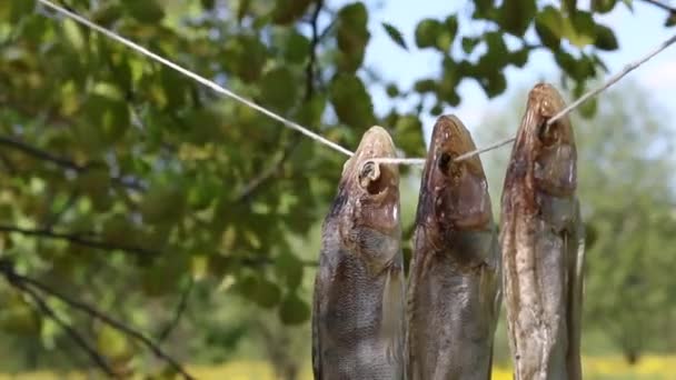 Τρεις αποξηραμένες πέρκες ζάντερ κρέμονται σε ένα σχοινί ανάμεσα στα δέντρα. Κοντινό πλάνο. Μεταποίηση ψαριών ποταμού. Παγκόσμια Ημέρα Αλιείας — Αρχείο Βίντεο