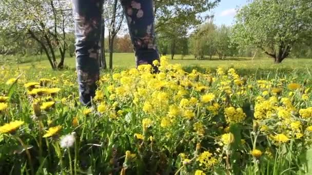 Girl collects a bouquet of blooming rapeseed. Among the spring flowering meadow. Sunny cool weather — Stock Video