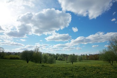 Sarı karahindiba çiçekli bahar çayırı. Mavi gökyüzünde kabarık bulutlar.