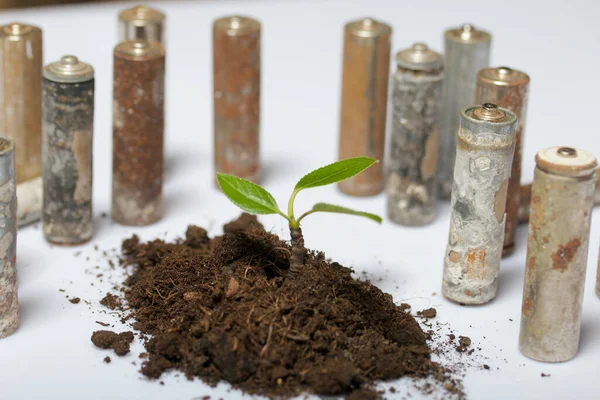 A handful of earth. On it is a sprout with green leaves and sprouted roots. Around him, spent batteries are coated with corrosion. On white background. World Environment Day.