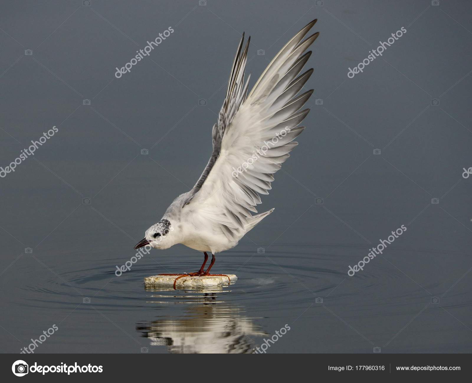 Sterne à Nuque De Bel Oiseau Noir Sur Le Point De Voler