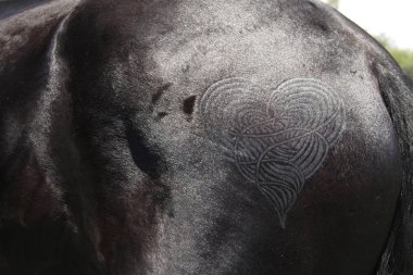 Quarter Marks on a Horses Croup 2923