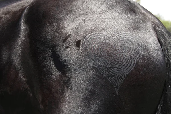 Quarter Marks on a Horses Croup 2923