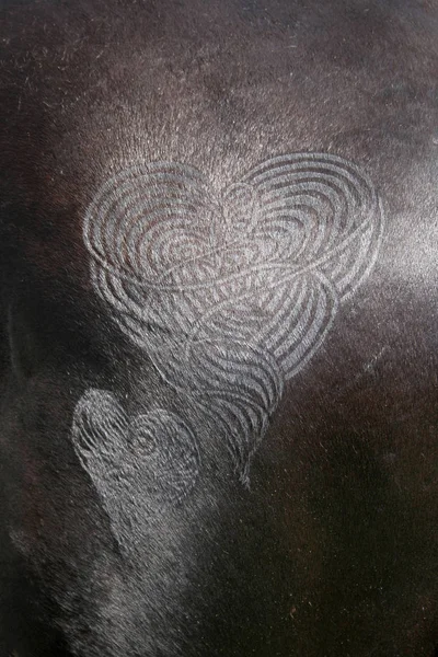 Quarter Marks on a Horses Croup 3035