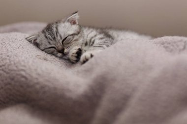 Yatakta uyuyan sevimli Gri kedi yavrusu