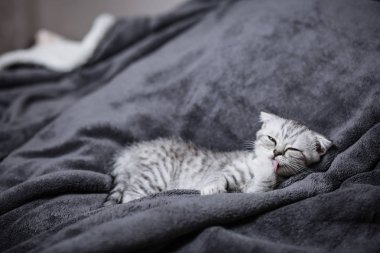 Yatakta uyuyan sevimli Gri kedi yavrusu