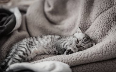 Yatakta uyuyan sevimli Gri kedi yavrusu
