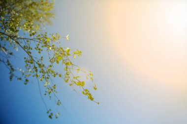 parlak güneş ve mavi gökyüzü arka plan üzerinde yeşil ağaç