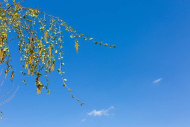 Huş tomurcukları dallar mavi gökyüzü