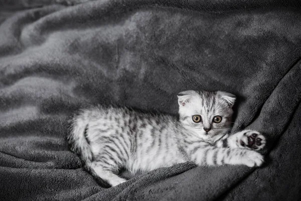 Durmiendo lindo gris gatito en la cama — Foto de Stock