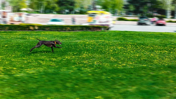 A parkban, barna színű és sima szőrű kutya — Stock Fotó