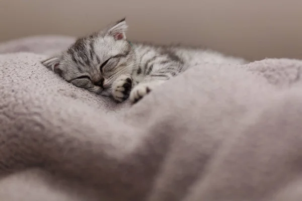 Спящий милый серый котенок на кровати — стоковое фото