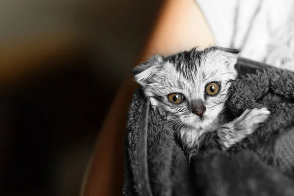 Cat washed in a towel, a lop-eared Scottish, a British lop-eared — Stock Photo, Image