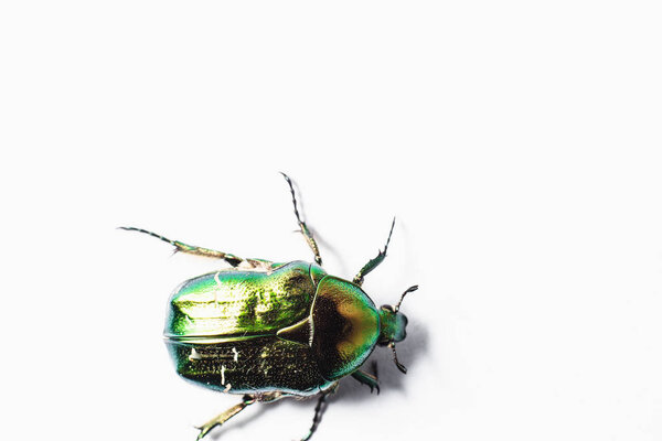 Beautiful green beetle, macro shot, golden bronze