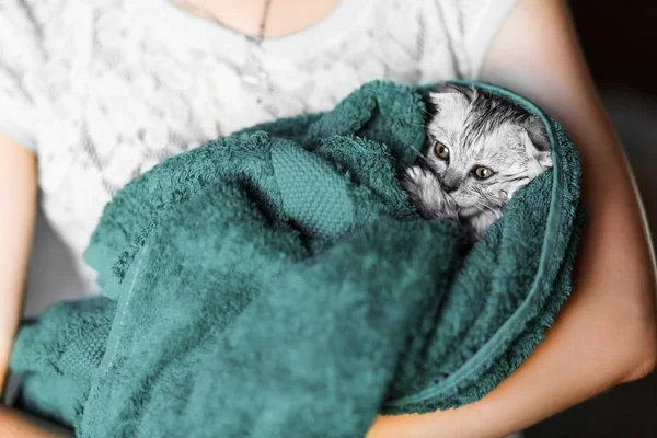 Γάτα πλένονται σε μια πετσέτα, κρεμάμενα ωτά Σκωτίας, μια βρετανική κρεμάμενα ωτά — Φωτογραφία Αρχείου