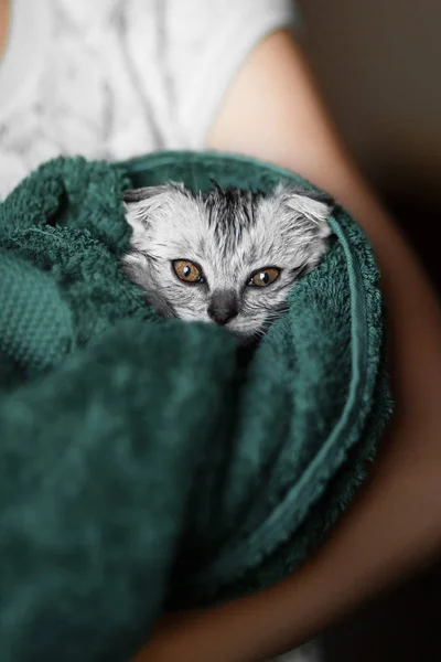 Γάτα πλένονται σε μια πετσέτα, κρεμάμενα ωτά Σκωτίας, μια βρετανική κρεμάμενα ωτά — Φωτογραφία Αρχείου