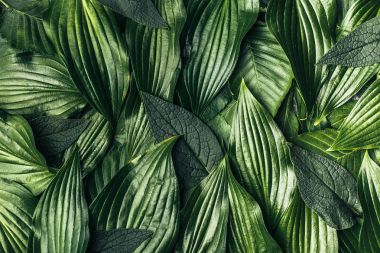 Yeşil yapılmış yaratıcı arka plan bırakır