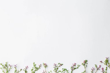 Yeşil yaprakları, düz kompozisyon ile beyaz arka plan