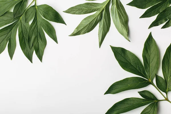 Yeşil yaprakları, düz kompozisyon ile beyaz arka plan