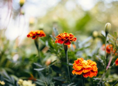 Üç Marigolds, portakal çiçeği