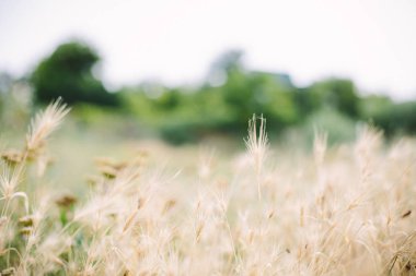Şafakta güneşin çimen