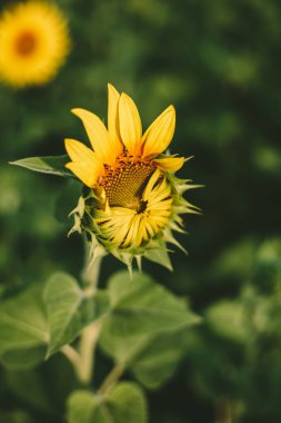 Ayçiçeği alan arka plan