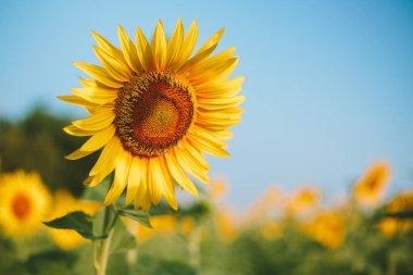 Ayçiçeği alan arka plan