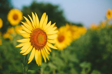 Ayçiçeği alan arka plan