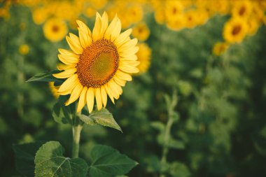 Ayçiçeği alan arka plan