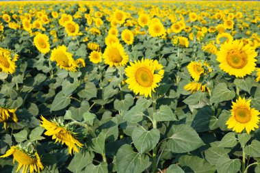 Ayçiçeği alan arka plan