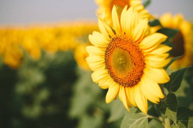 Ayçiçeği alan arka plan