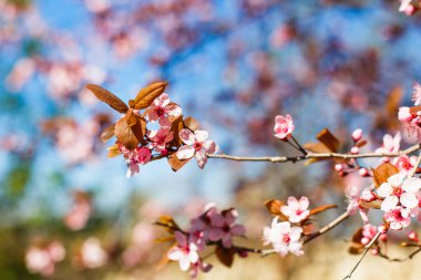 Mavi bir gökyüzü, Bahar güneşli da üzerinde pembe bir kiraz çiçek açması ağaç