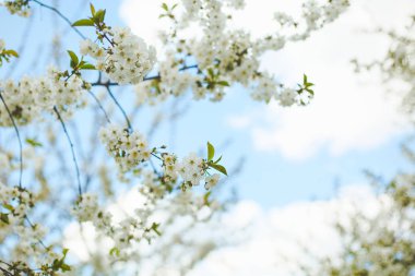 Kiraz, yeni gelişen ağaç üzerinde mavi bir gökyüzü, güneşli bir gün bahar