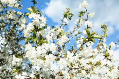 Kiraz, yeni gelişen ağaç üzerinde mavi bir gökyüzü, güneşli bir gün bahar