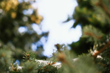 Güneş pırıl pırıl köknar ağacı dalları