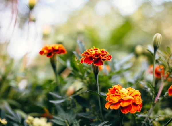 Üç Marigolds, portakal çiçeği