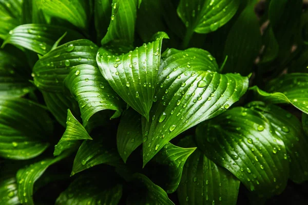 Textura de hoja verde. Textura de la hoja fondo — Foto de Stock